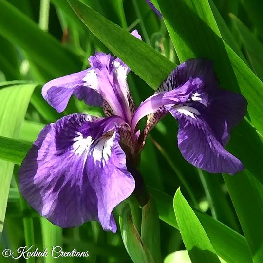 Wild Iris